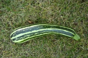 courgettes3