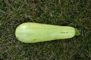 courgettes2