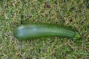 courgettes5