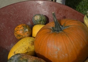 brouette citrouilles