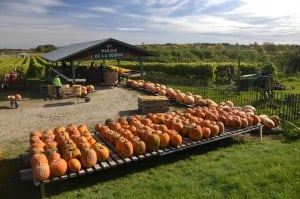 marché courges