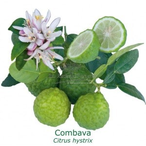 combava