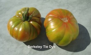 Berkeley Tie Dye réduite