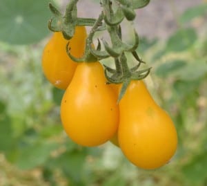 yellow pears